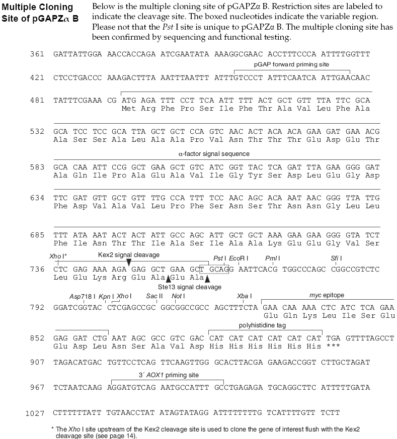 pGAPZalpha B多克隆位点